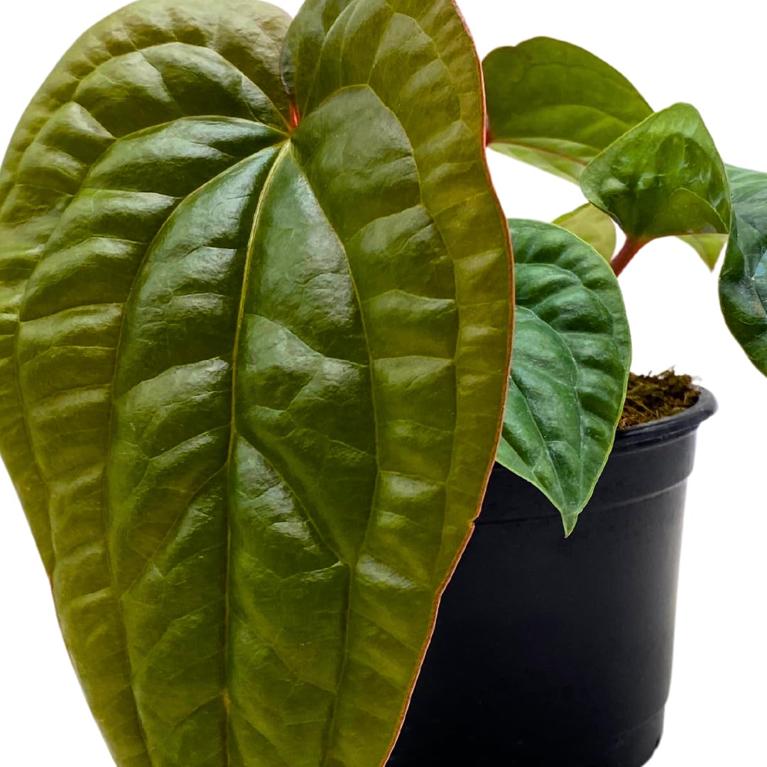 Anthurium Luxurians X Radicans Jungle King 4 inch