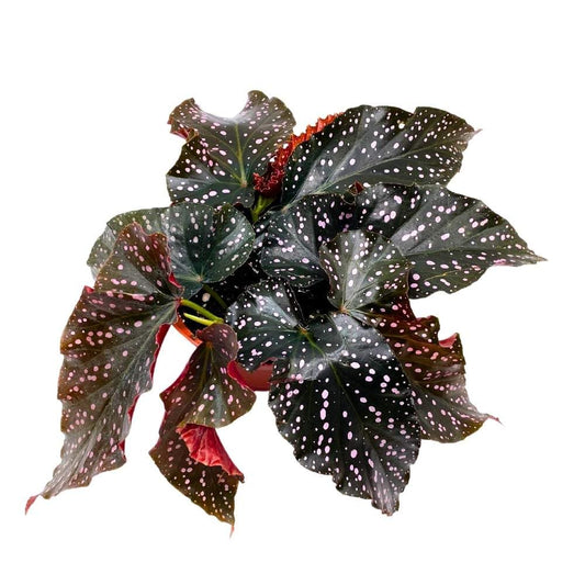 Cracklin Rosie Angel Wing, 6 inch Cane Begonia Dark Curly Leaf with Pink Polkadots