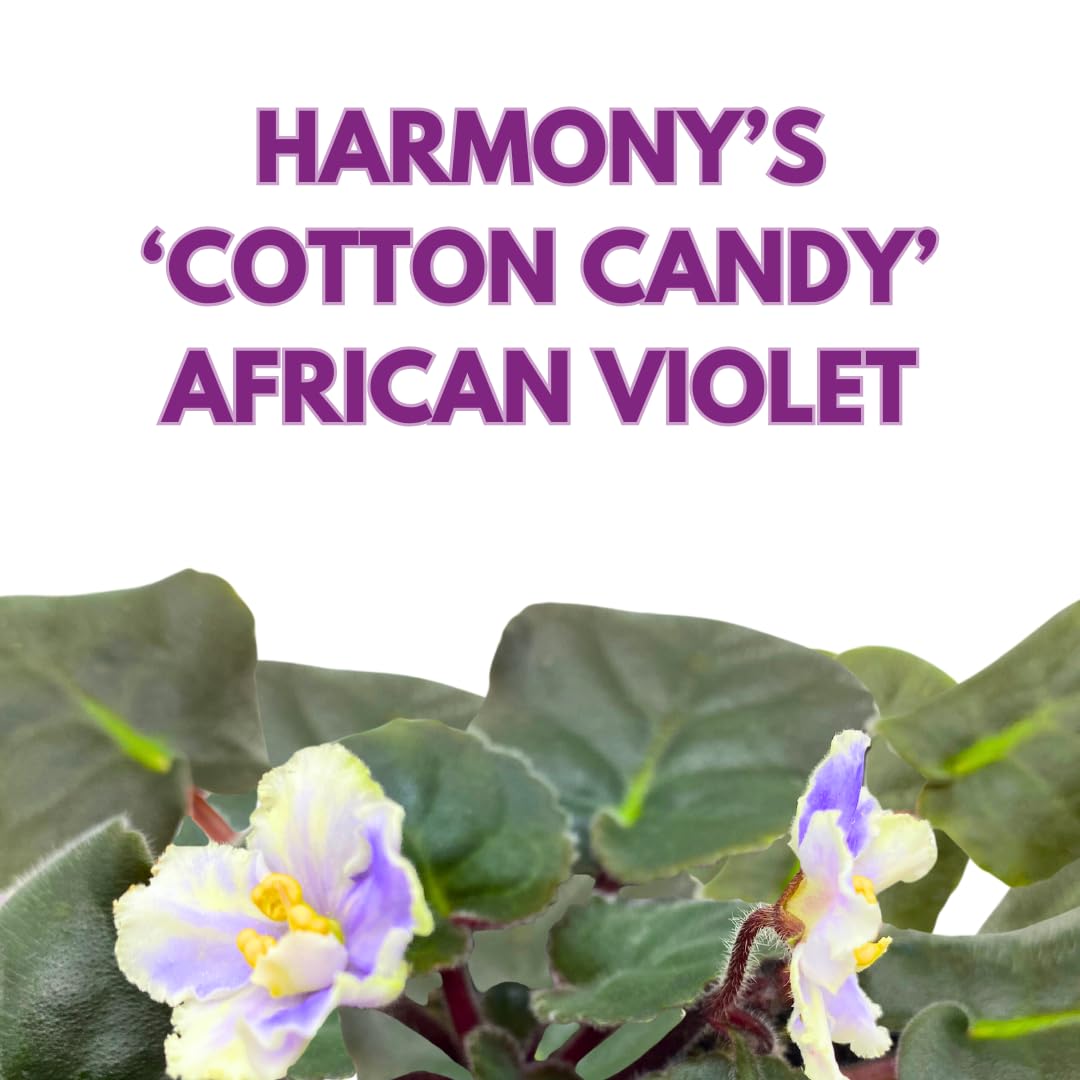 Harmony Foliage African Violet Harmony's Cotton Candy 4 inch White Purple Flower