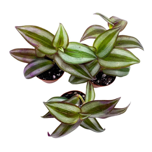 BubbleBlooms Tradescantia Silver Zebrina 2 inch Set of 3 Grey Wandering Dude pendula Spiderwort Tiny Mini Pixie Plants