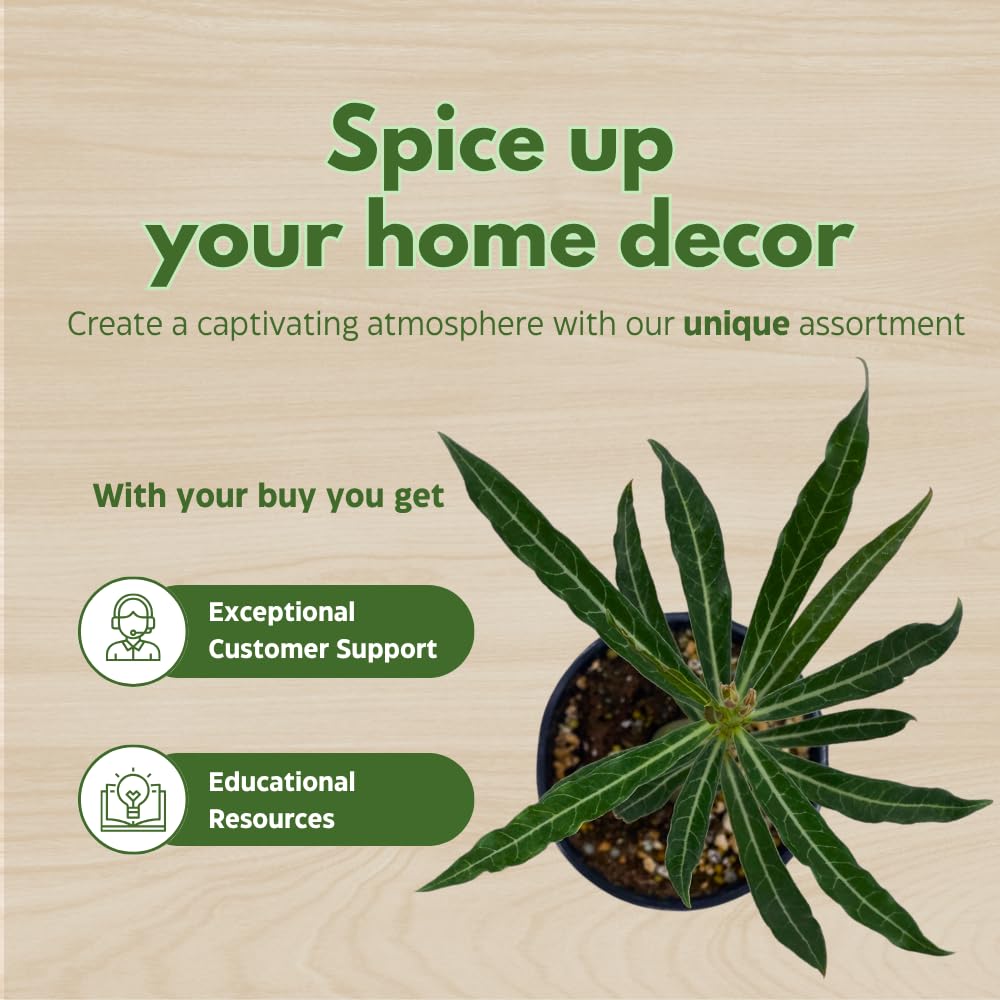 BubbleBlooms Desert Rose Perfume in a 4 inch Pot Extremely Rare Flower