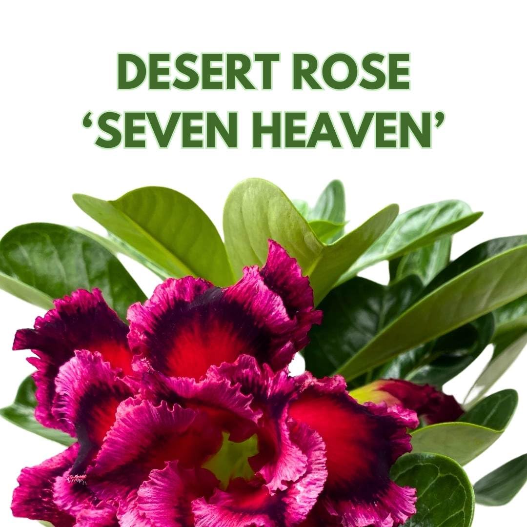 BubbleBlooms Desert Rose Seven Heaven 5 inch Pot Black Red and Pink Variegated Exotic Rare Ruffle Flower