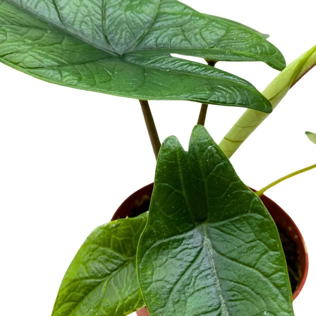 BubbleBlooms Alocasia Scalprum in a 4 inch Pot