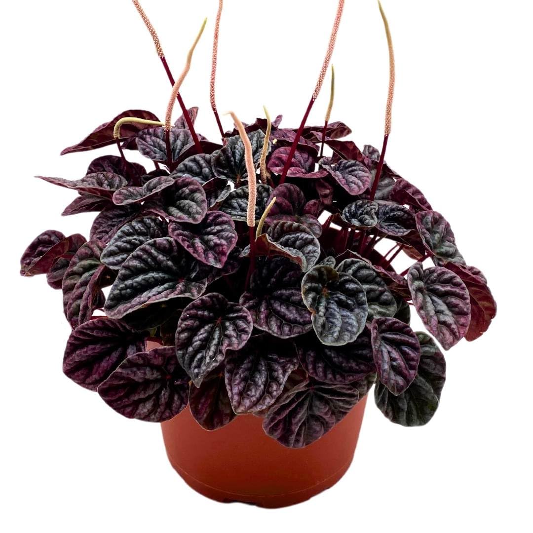 Peperomia Luna Red Ripple in a 6 inch Pot