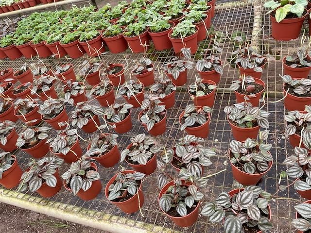 BubbleBlooms Peperomia Turboensis Wholesale Bulk Plants 4 inch 30-Pack