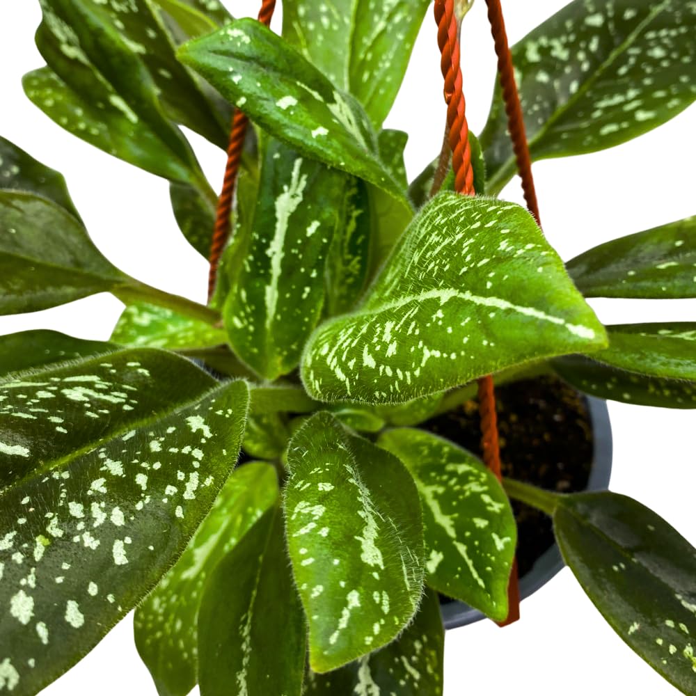 Harmony Foliage Michaelmoelleria vietnamensis Big Mike 6 inch Variegated Gesneria Purple Flower