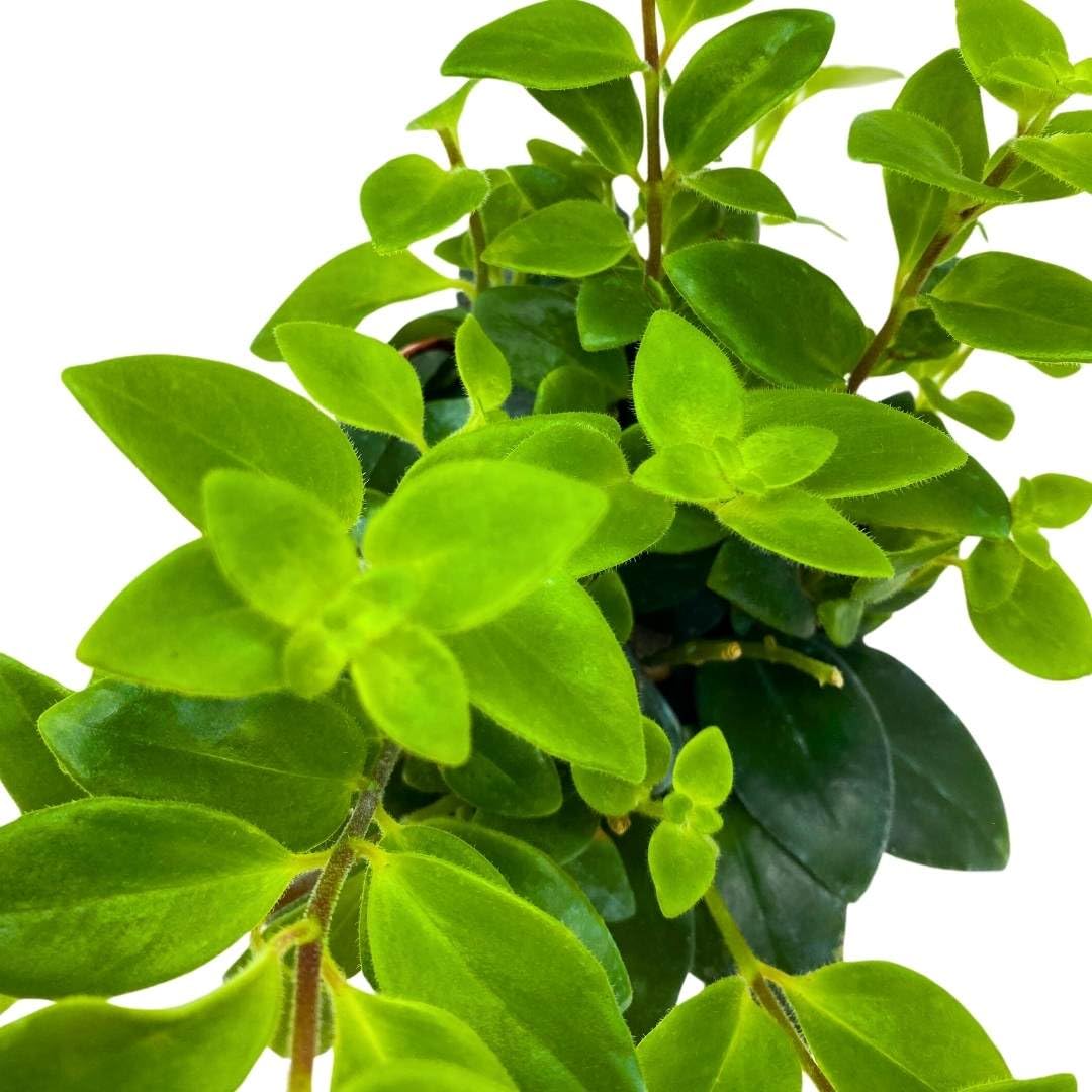 BubbleBlooms Lipstick Vine Plant in a 4 inch Pot