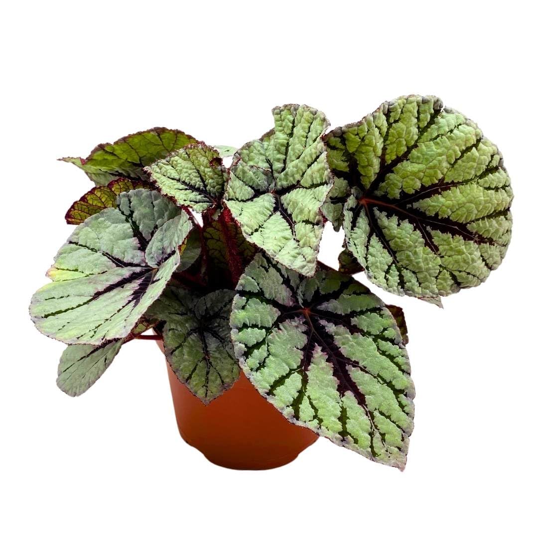 Begonia Rex Fedor in a 6 inch Mint Green Velvet