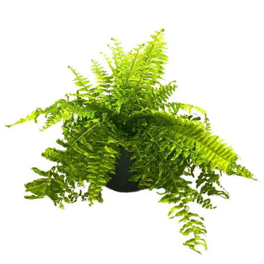 BubbleBlooms Boston Fern Tiger Stripe 6 inch