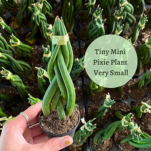 BubbleBlooms Braided African Spear in a 2 inch Pot Snake Plant Braid Spear Sansevieria cylindrica