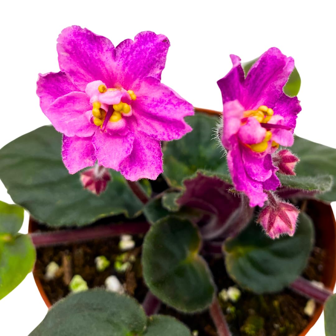 Harmony Foliage African Violet Harmony's Hot Flash 4 inch Pink Flower