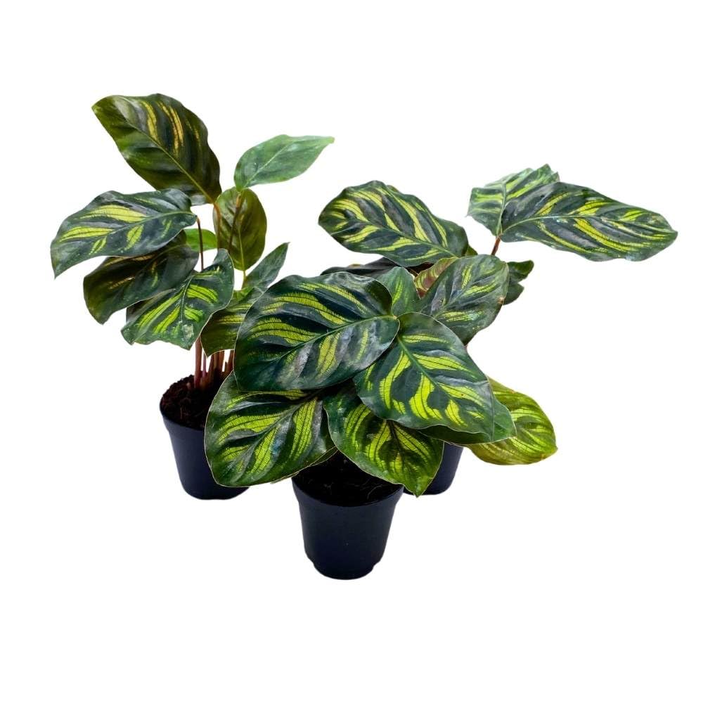 Calathea makoyana 2 inch Set of 3 Peacock Prayer Plant Tiny Mini Pixie Plants