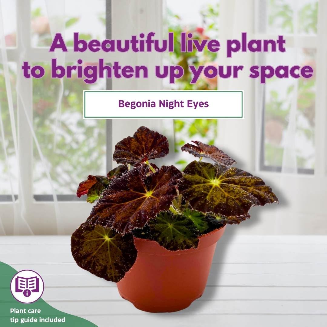 Harmony Foliage Begonia Night Eyes 4 inch Rhizomatous