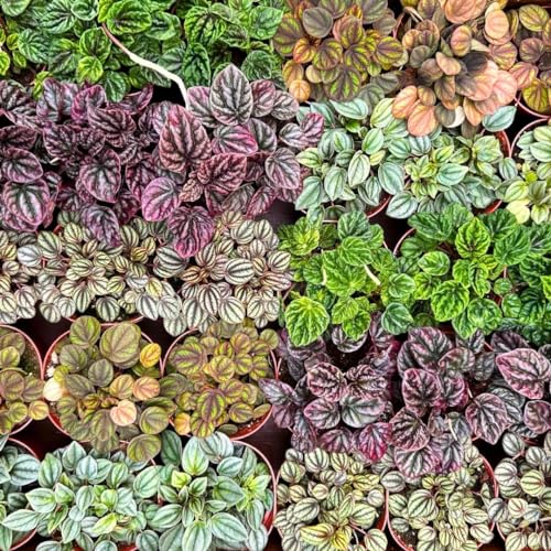 Harmony Foliage Ripple Peperomia Assortment in 4 inch pots 15-Pack Bulk Wholesale