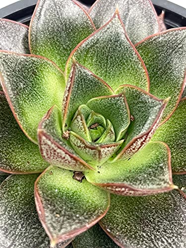 Echeveria purpusorum, Urbinia Purpusii, Dudleya Purpusii, Rare Succulent, Variegated Plant, Dark Black Echeveria, Rosette Shape, Natural