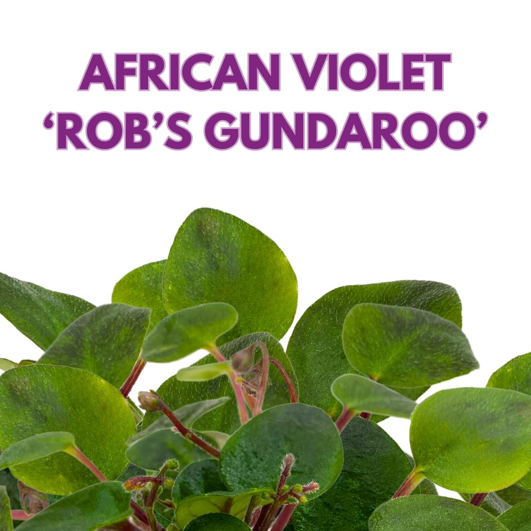 Harmony Foliage Mini African Violet Rob's Gundaroo, 2 inch Purple Flower