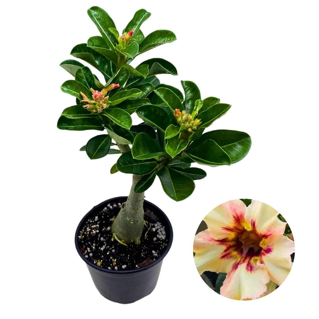 BubbleBlooms Desert Rose Malan 5 inch Pot White Red and Black Variegated Exotic Rare Flower