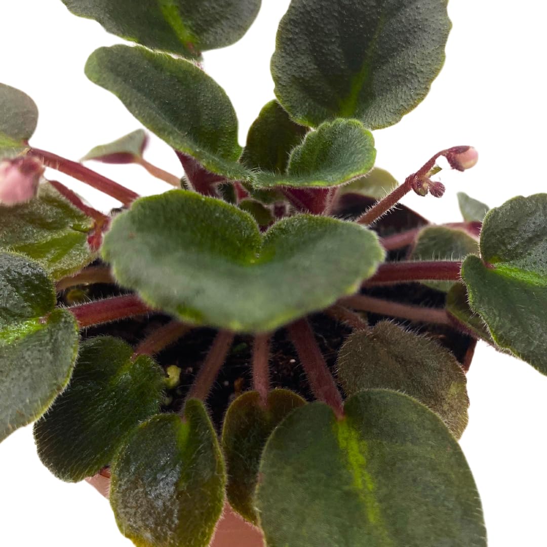 Harmony Foliage Mini African Violet Jolly Fun, 2 inch Pink Flower