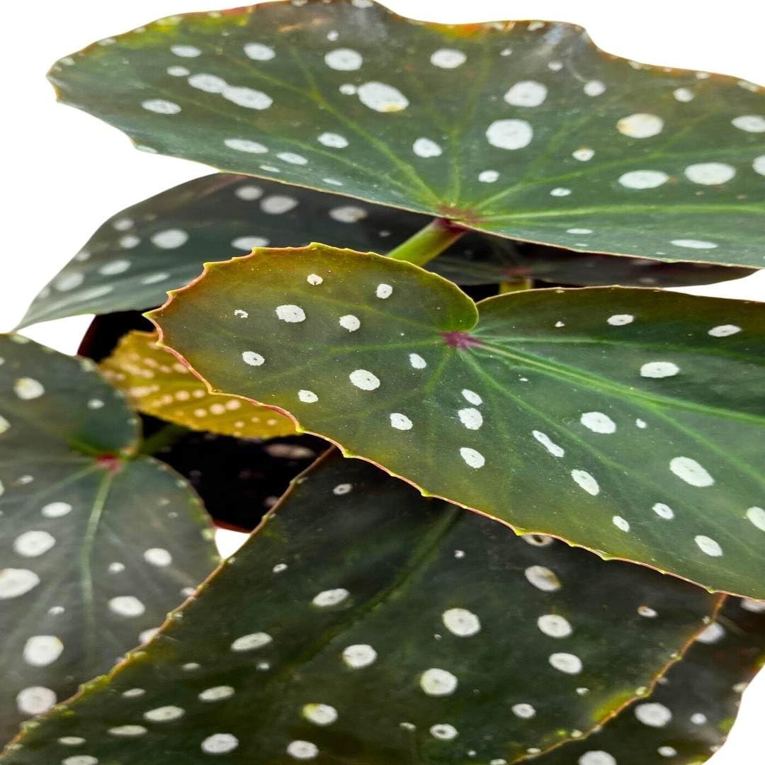 Harmony Foliage Angel Wing Cane Begonia Harmony's Whimsy 4 inch