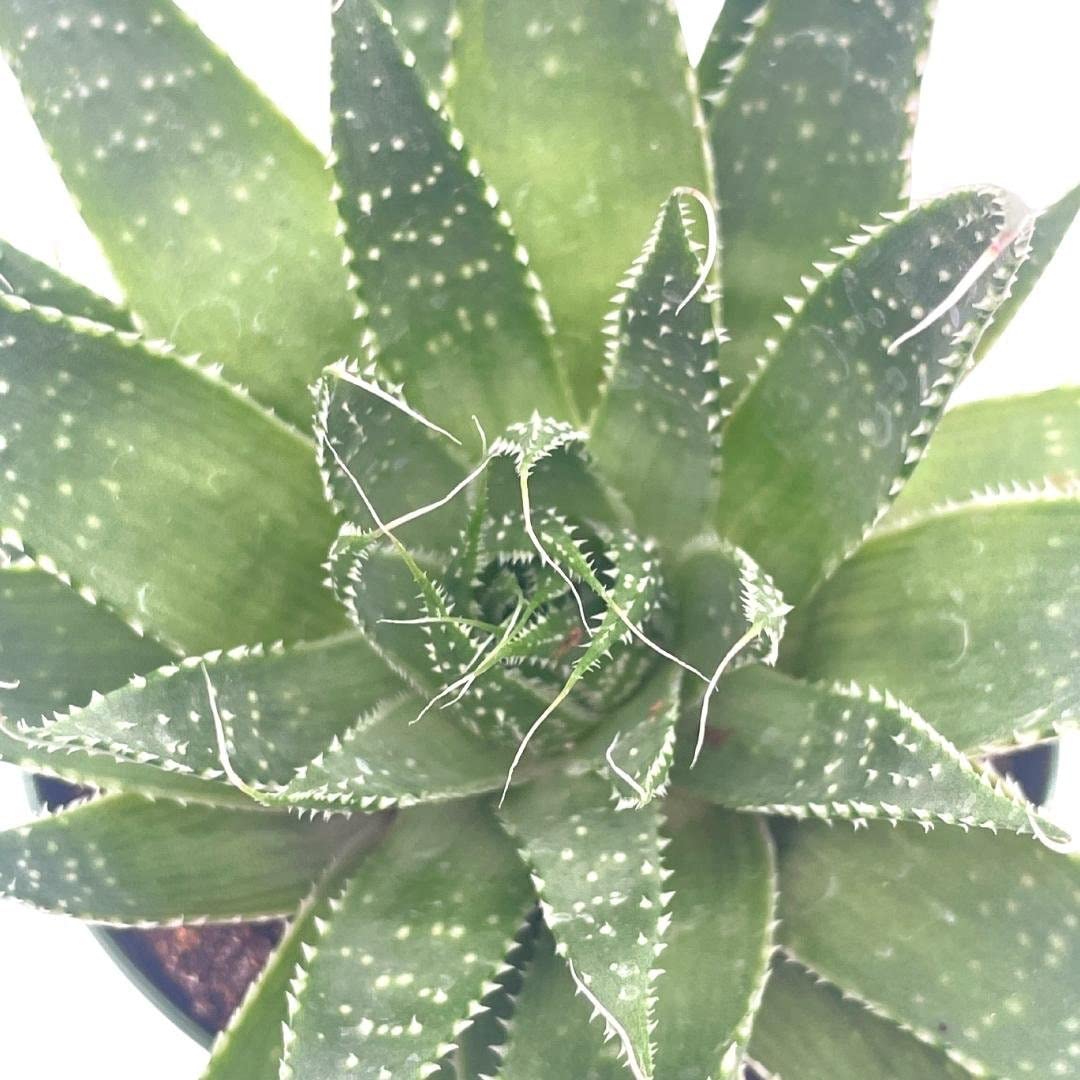 Gasteria Flow Haworthia Variegated Aloe, Tiger Aloe, Aloe Variegata, White Spotted, Polka dot lace Aloe in a 4 inch Pot