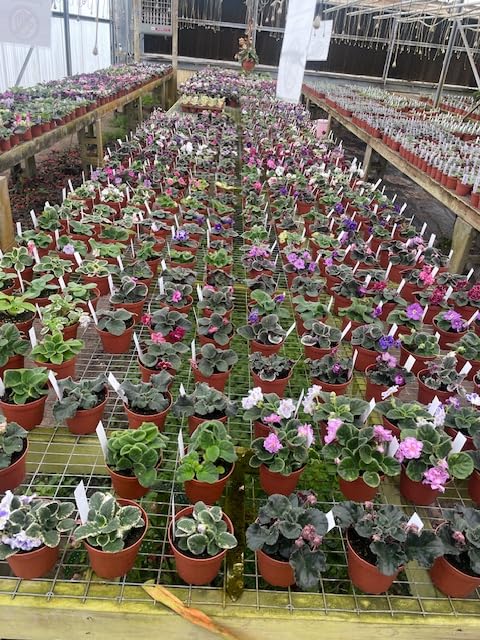 Harmony Foliage African Violet Assortment in 4 inch pots 30-Pack Bulk Wholesale Variegated Saintpaulia Gesneriads