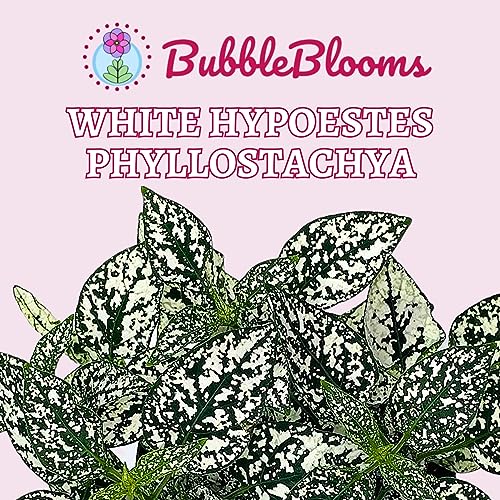 BubbleBlooms White Hypoestes Phyllostachya in a 4 inch Pot Polka Dot Flamingo Plant
