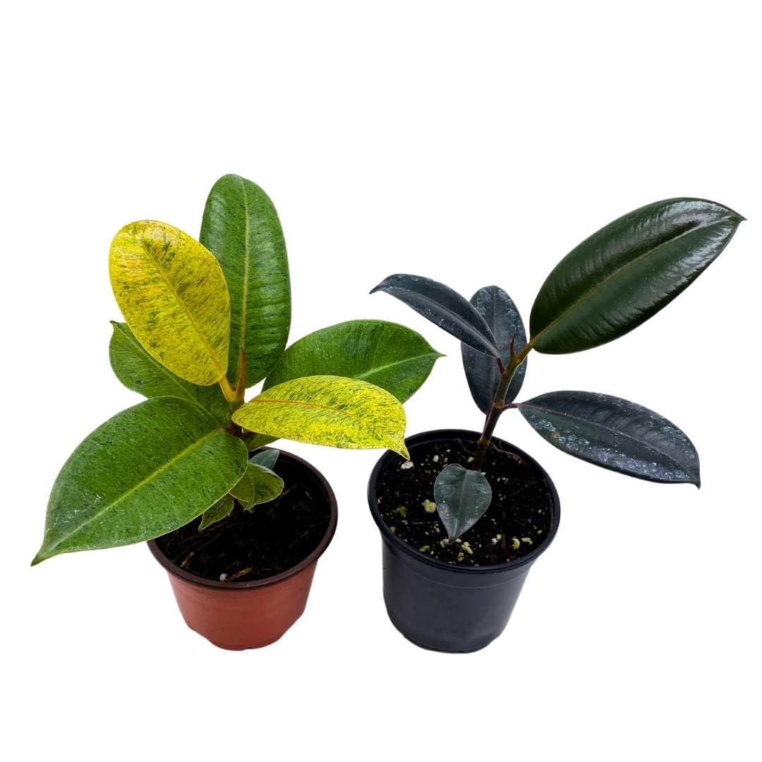 Ficus elastica Assortment, 4 inch, Variegated Rubberplant Variety, Dark and White Rubber Plant