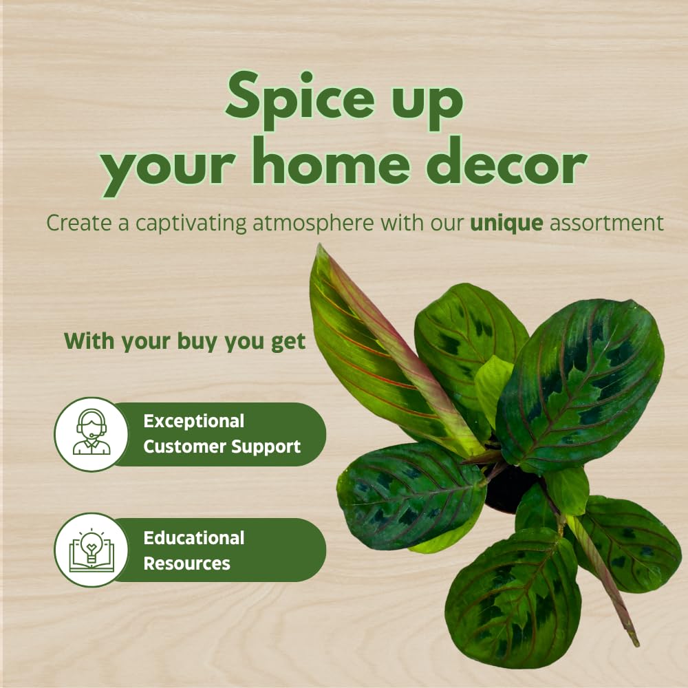 BubbleBlooms Mini Prayer Plant Calathea in 2 inch Pot, Growers Choice