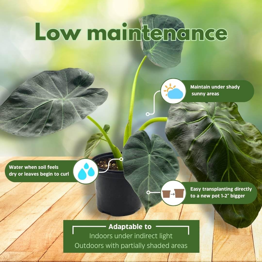 BubbleBlooms Alocasia Regal Shield in a 6 inch Pot Black Elephant Ear, Upright