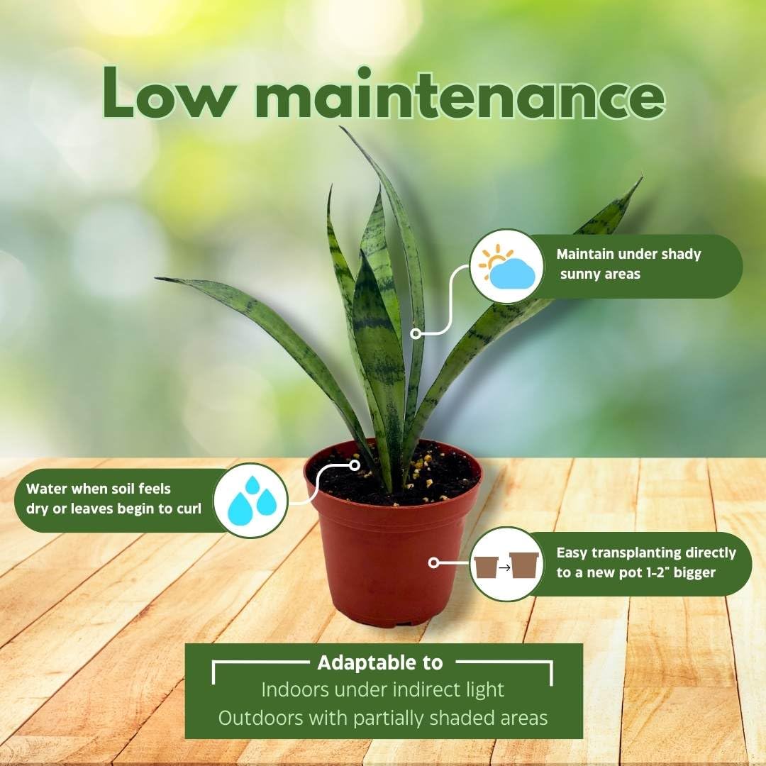 BubbleBlooms Sansevieria Silver Princess 4 inch Rare Sansevieria trifasciata Hybrid Snake Plant