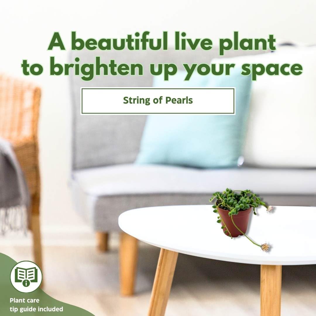 String of Pearls, Senecio rowleyanus, 4 inch String of Peas, String of Beads, Necklace Succulent, Well Rooted Very Filled Healthy, String-of-Pearls