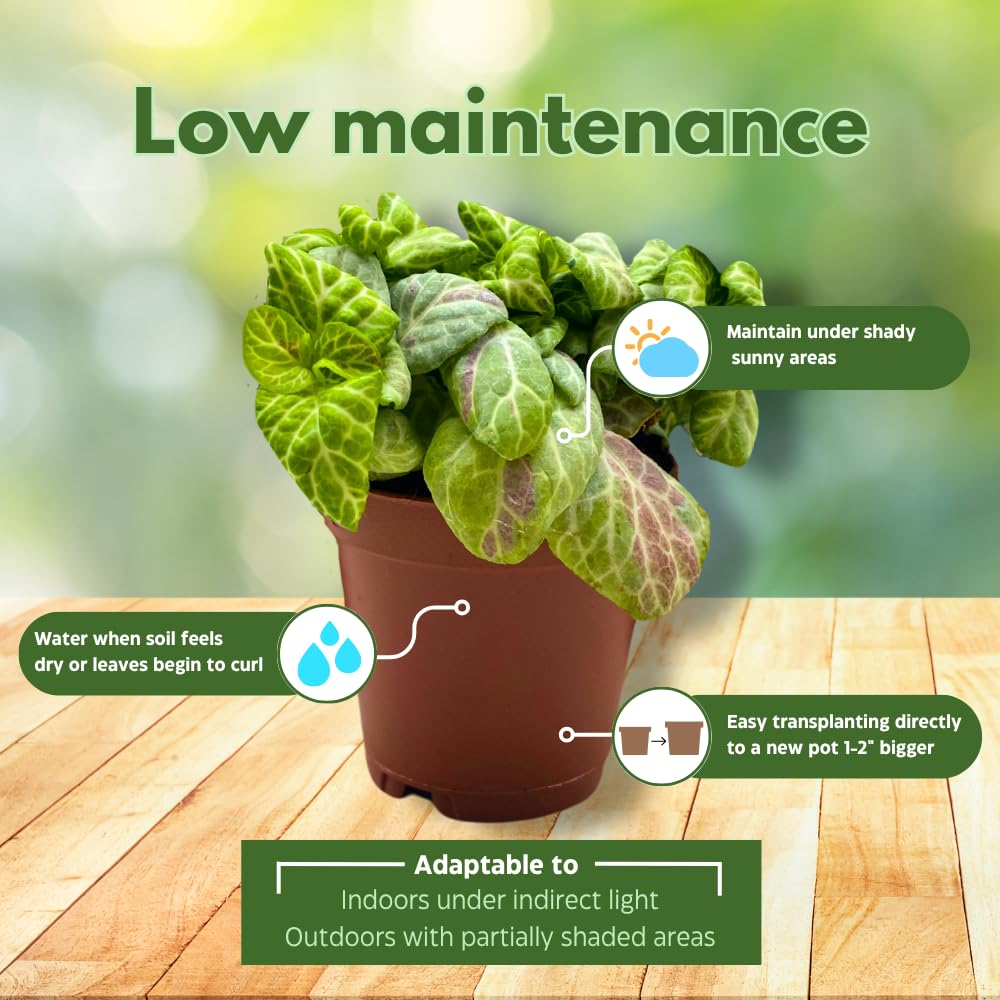 BubbleBlooms Fittonia Assortment 2 inch Set of 4