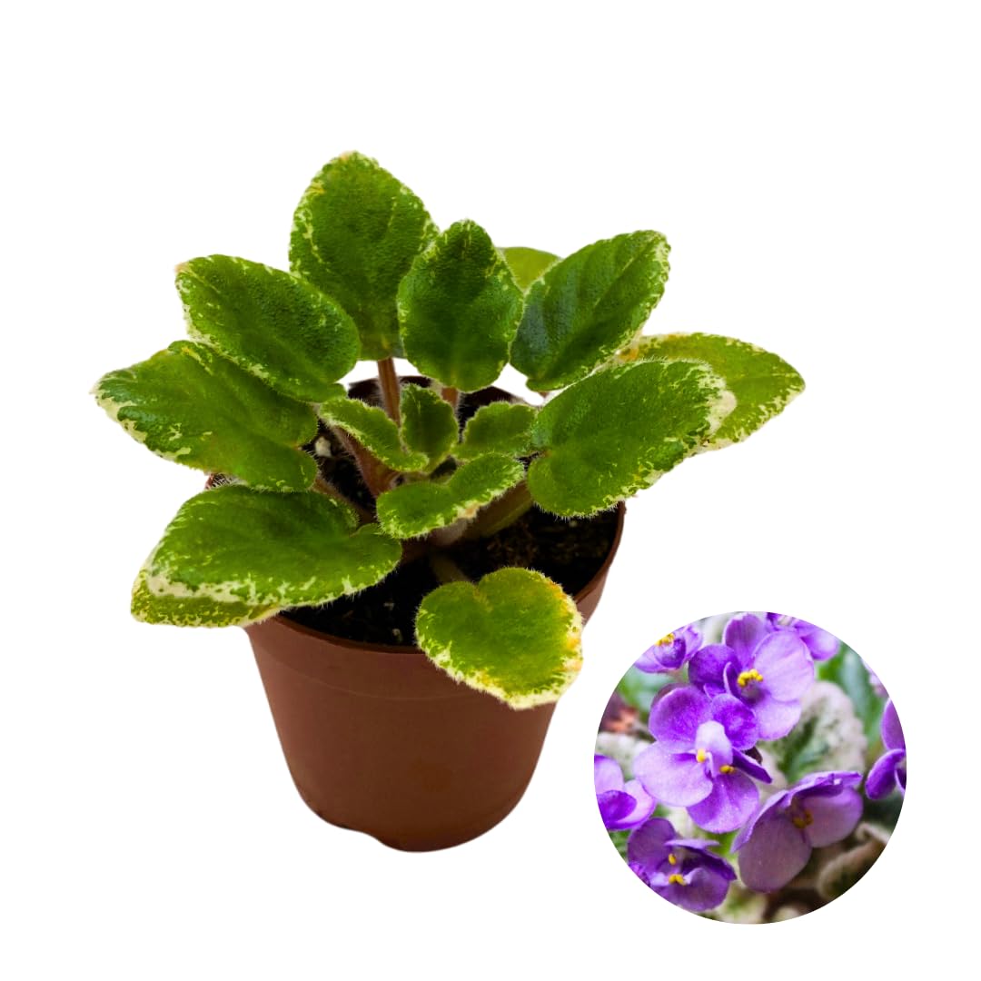 Harmony Foliage Mini African Violet Grape Treat Variegated, 2 inch Purple Flower