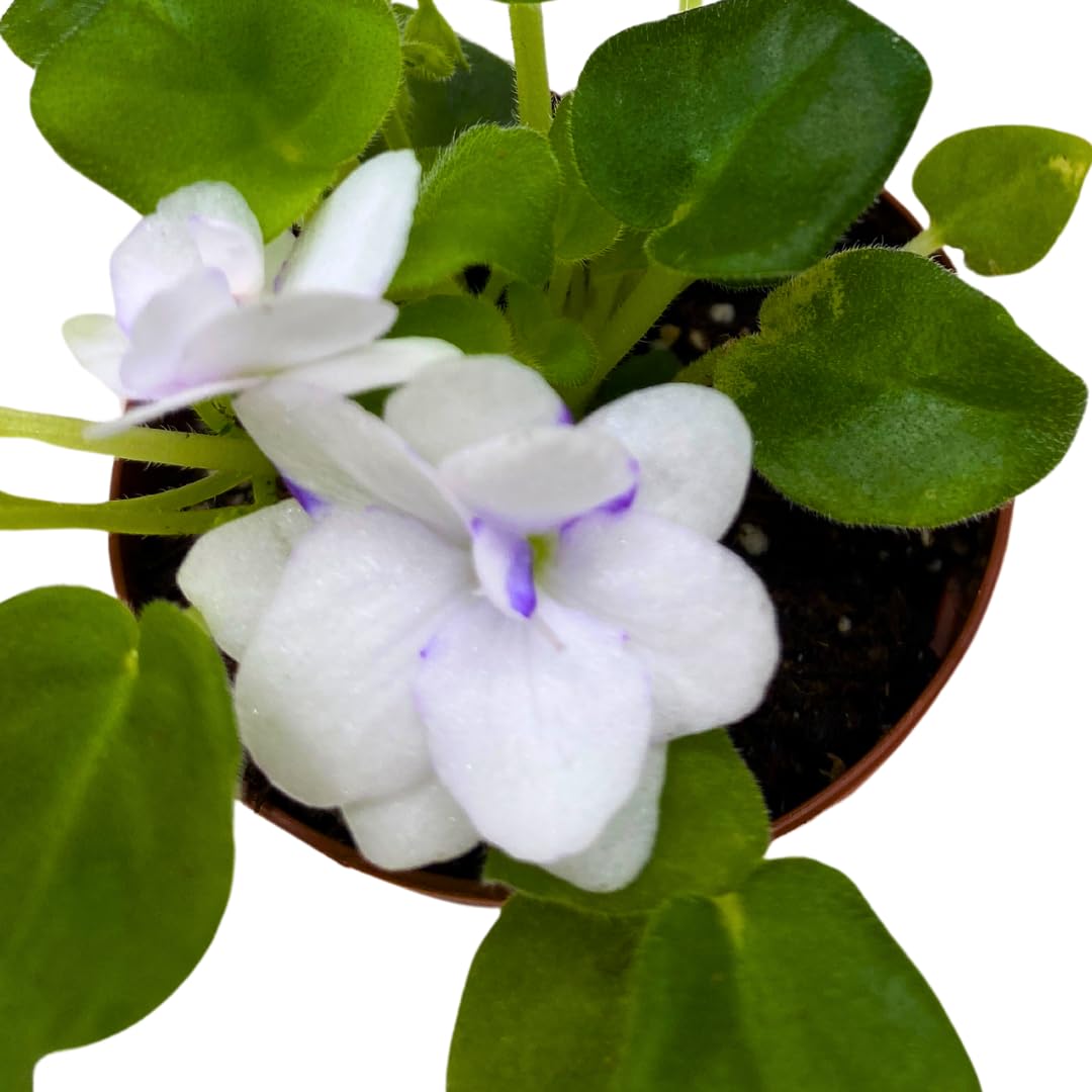 Harmony Foliage Mini African Violet Rob's Humpty Doo 2 inch White Flower