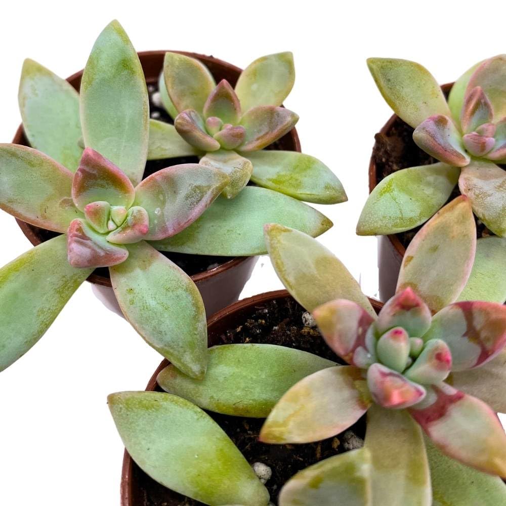 Graptoveria Blue Pearl, 2 inch Set of 3, Pink Tipped Succulent Tiny Mini Pixie