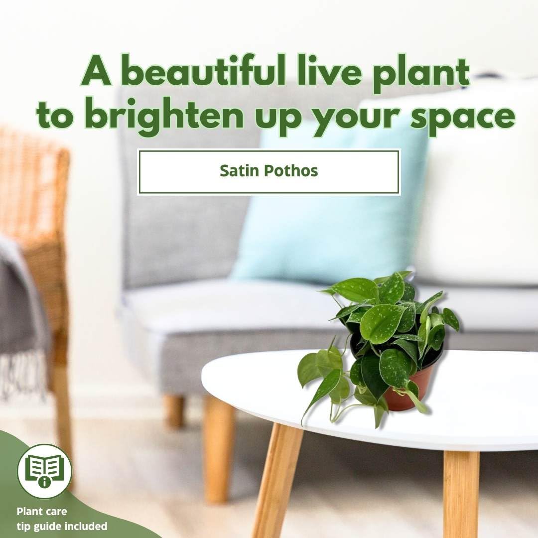 BubbleBlooms Satin Pothos, Scindapsus Pictus, Silver Vine, Silver Cloud, Silk Pothos in 6 inch Pot