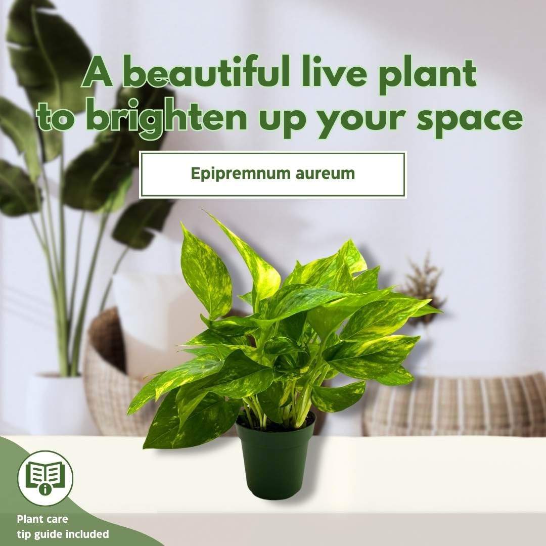 4 inch golden pothos BubbleBlooms Golden Pothos 4 inch Epipremnum aureum – Florida House Plants