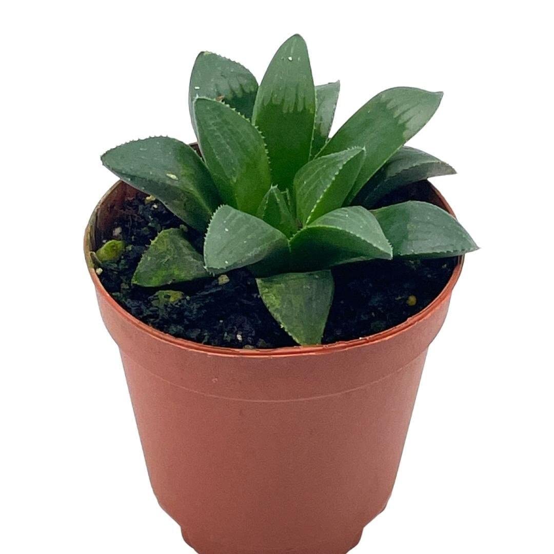 African Emeralds, Rare Haworthia Retusa, in 2 inch Pot Super Cute Great Plant Gift, Collector's Succulent, Live Potted Rooted and Wrapped