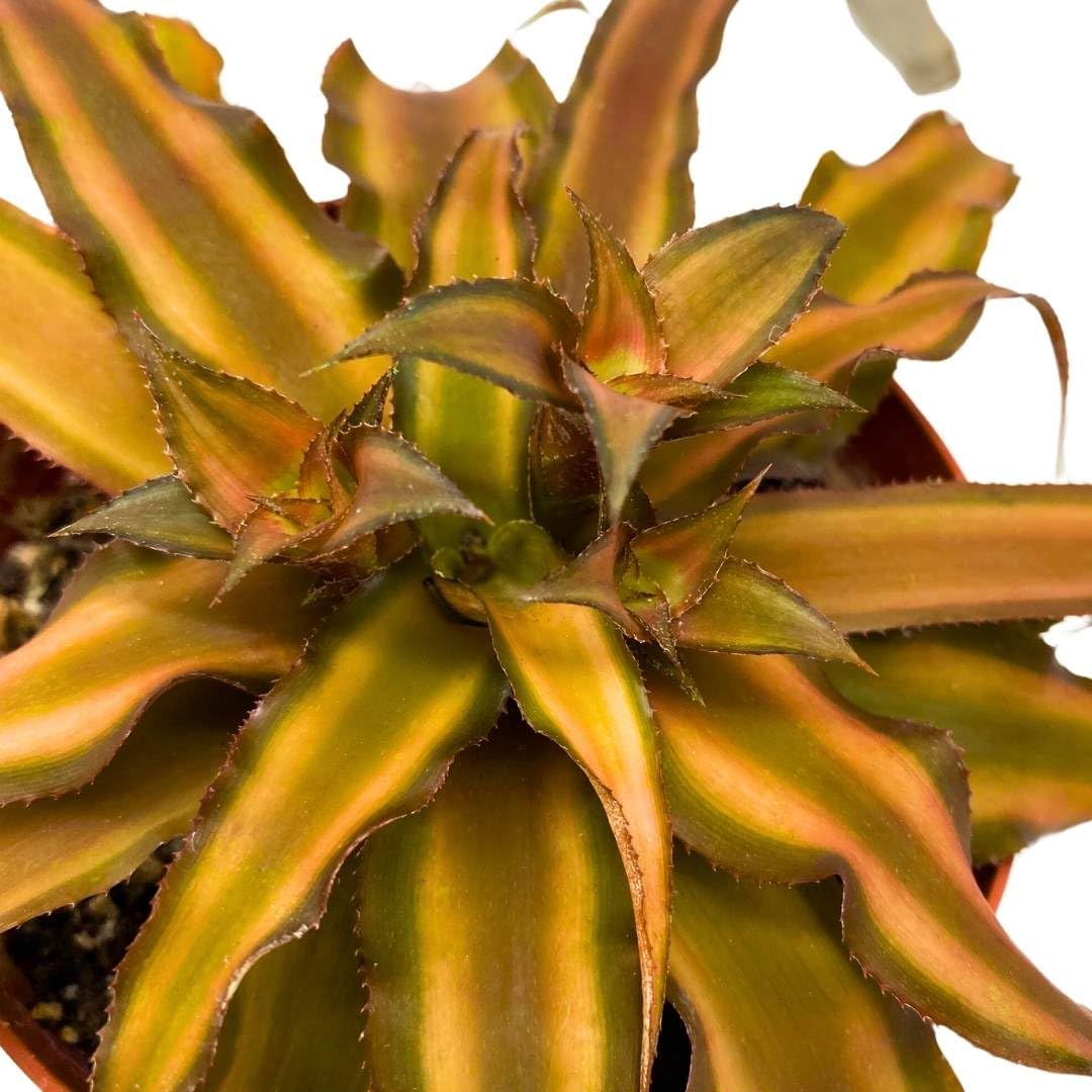 BubbleBlooms Brown Crpyanthus Earth Star in a 4 inch Pot