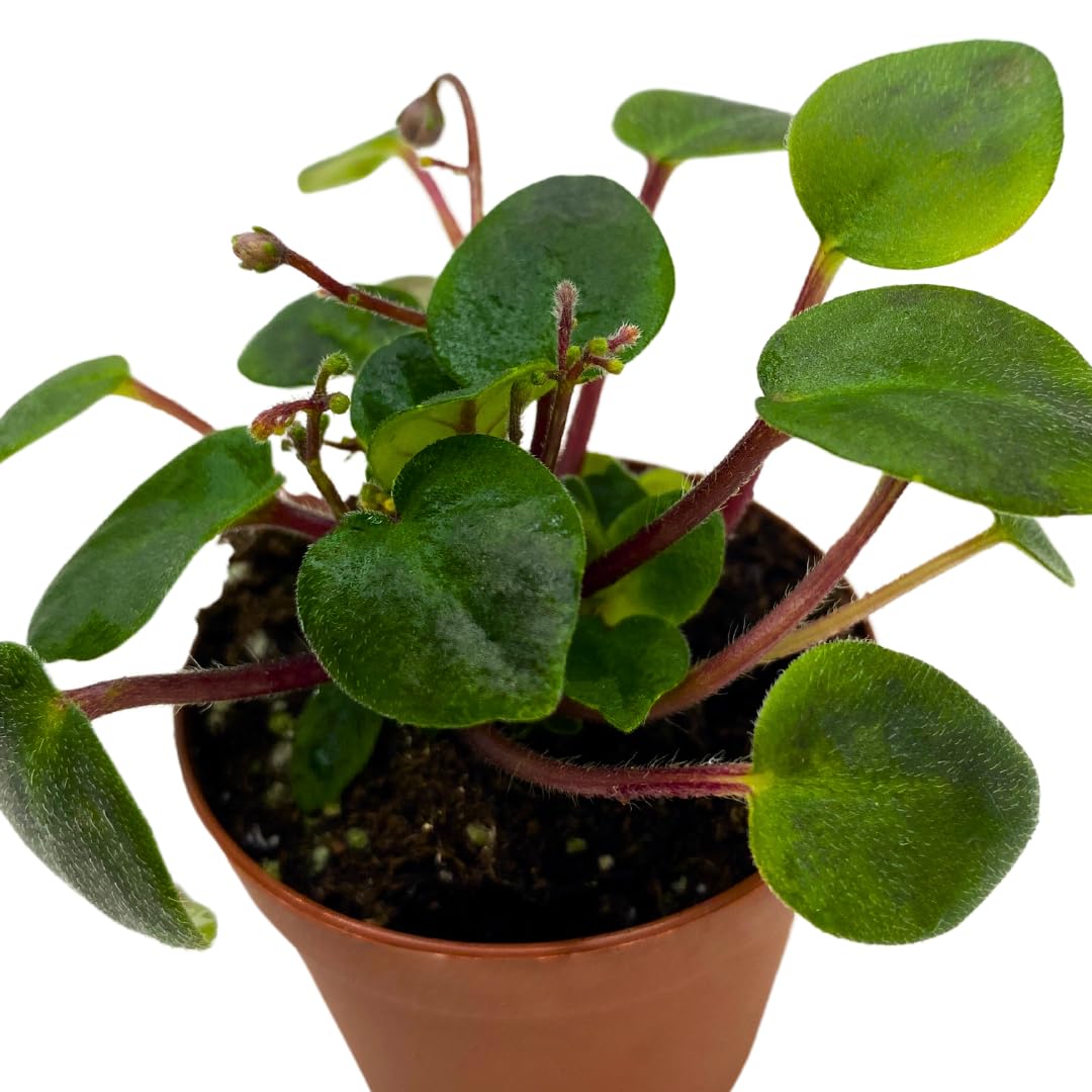 Harmony Foliage Mini African Violet Rob's Gundaroo, 2 inch Purple Flower