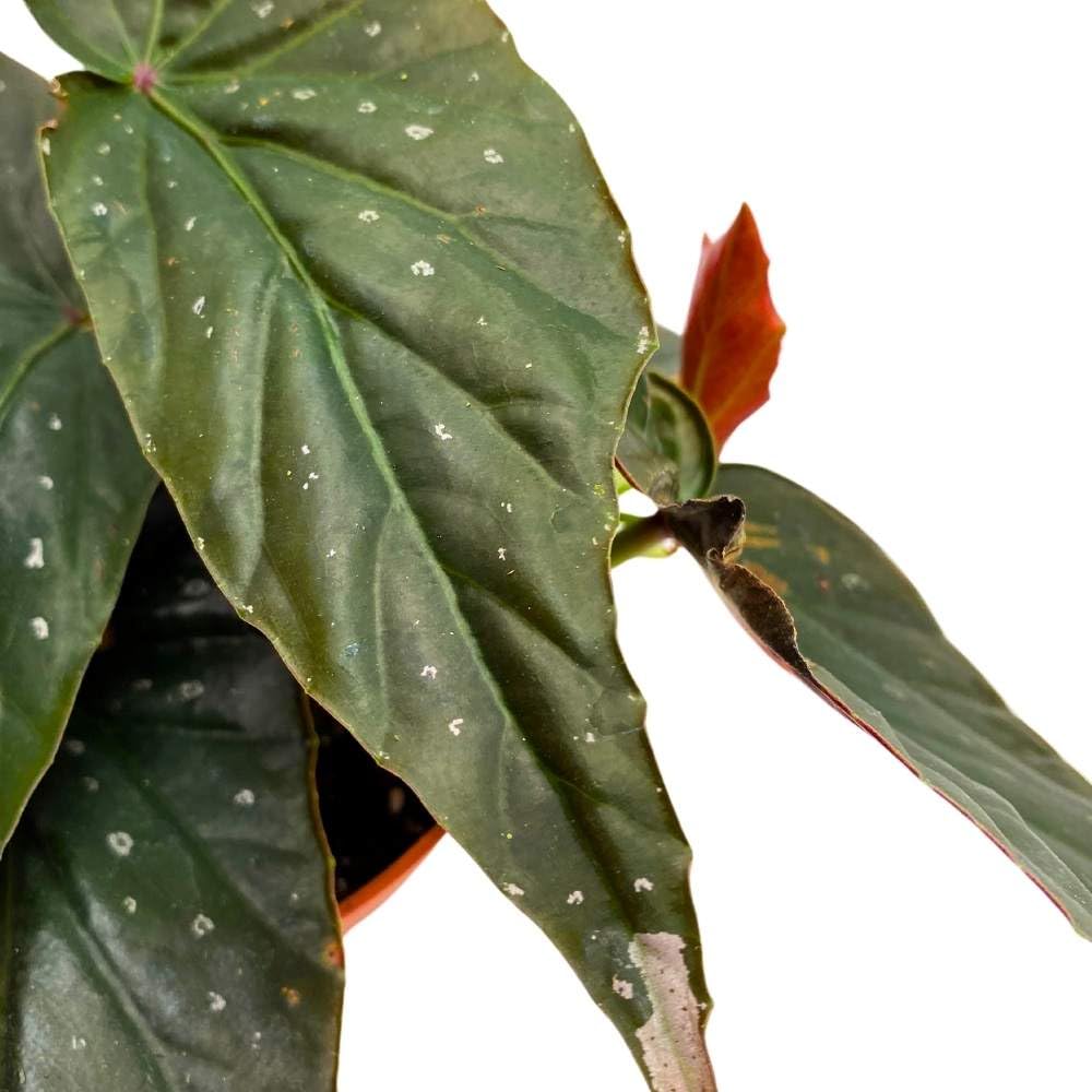 Harmony's Dark Fang Angel Wing, 6 inch Cane Begonia Black Narrow Leaf Silver Tip with Few Polkadots