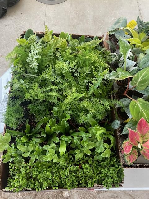 BubbleBloom Fern Assortment Growers Choice Mix Wholesale Bulk Plants 2 inch 90-Pack