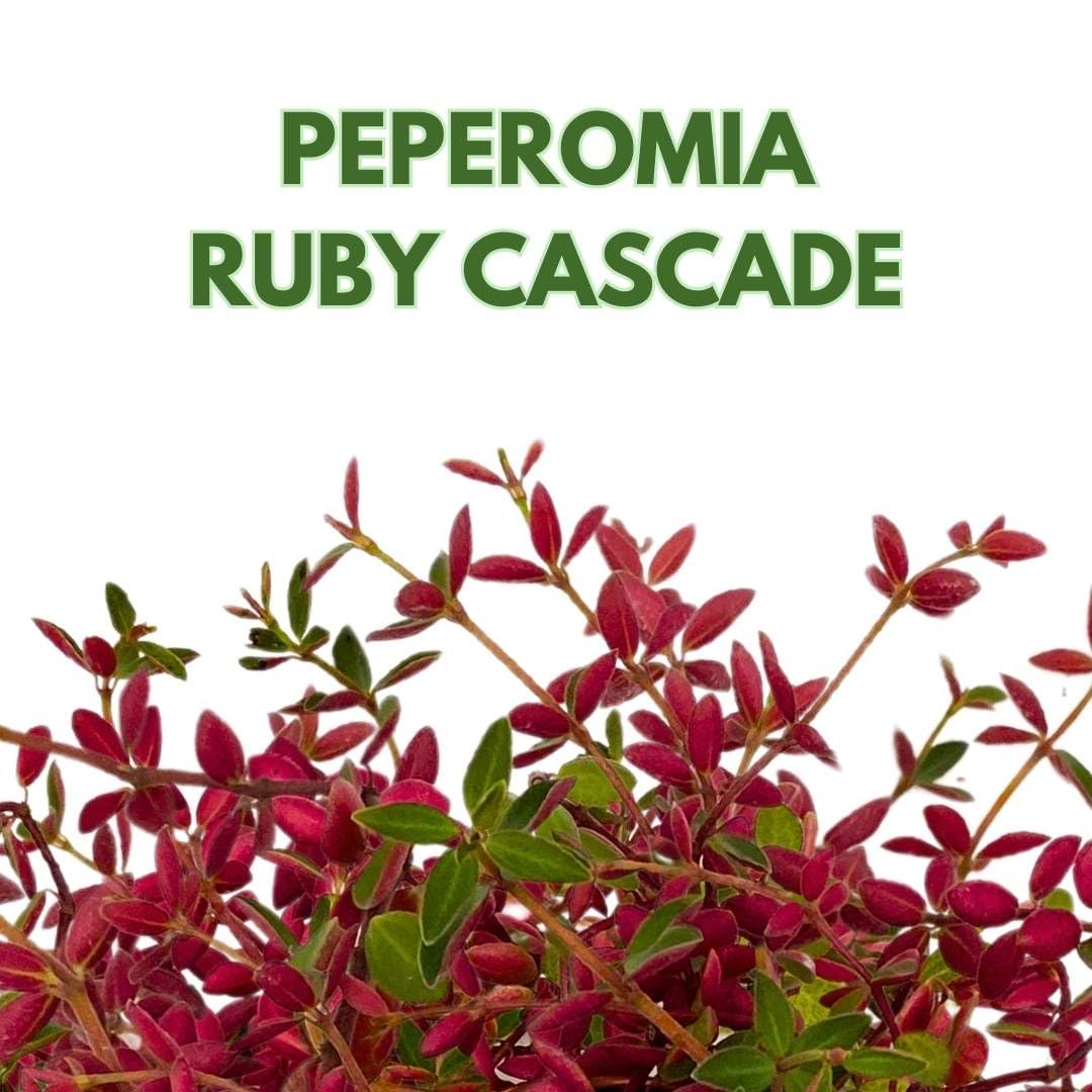 BubbleBlooms Peperomia Ruby Cascade 4 inch