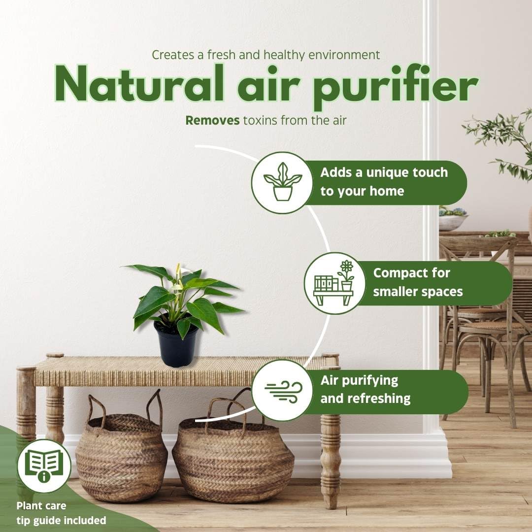 BubbleBlooms Anthurium White Flowering in a 4 inch Pot