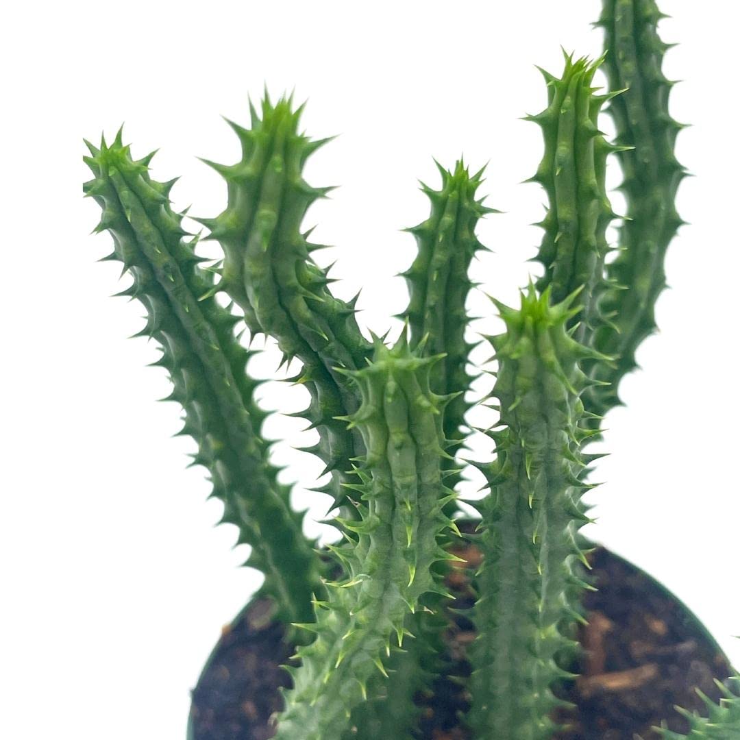 Huernia Red Dragon Stapelia Cactus/Huernia penzigii, in 4 inch Pot