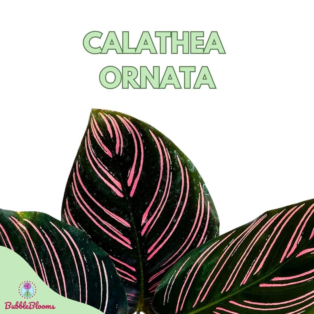 prayer plant pink stripes BubbleBlooms Calathea Ornata, Pinstripe in a 4 inch Pot Prayer Plant, – Florida House Plants