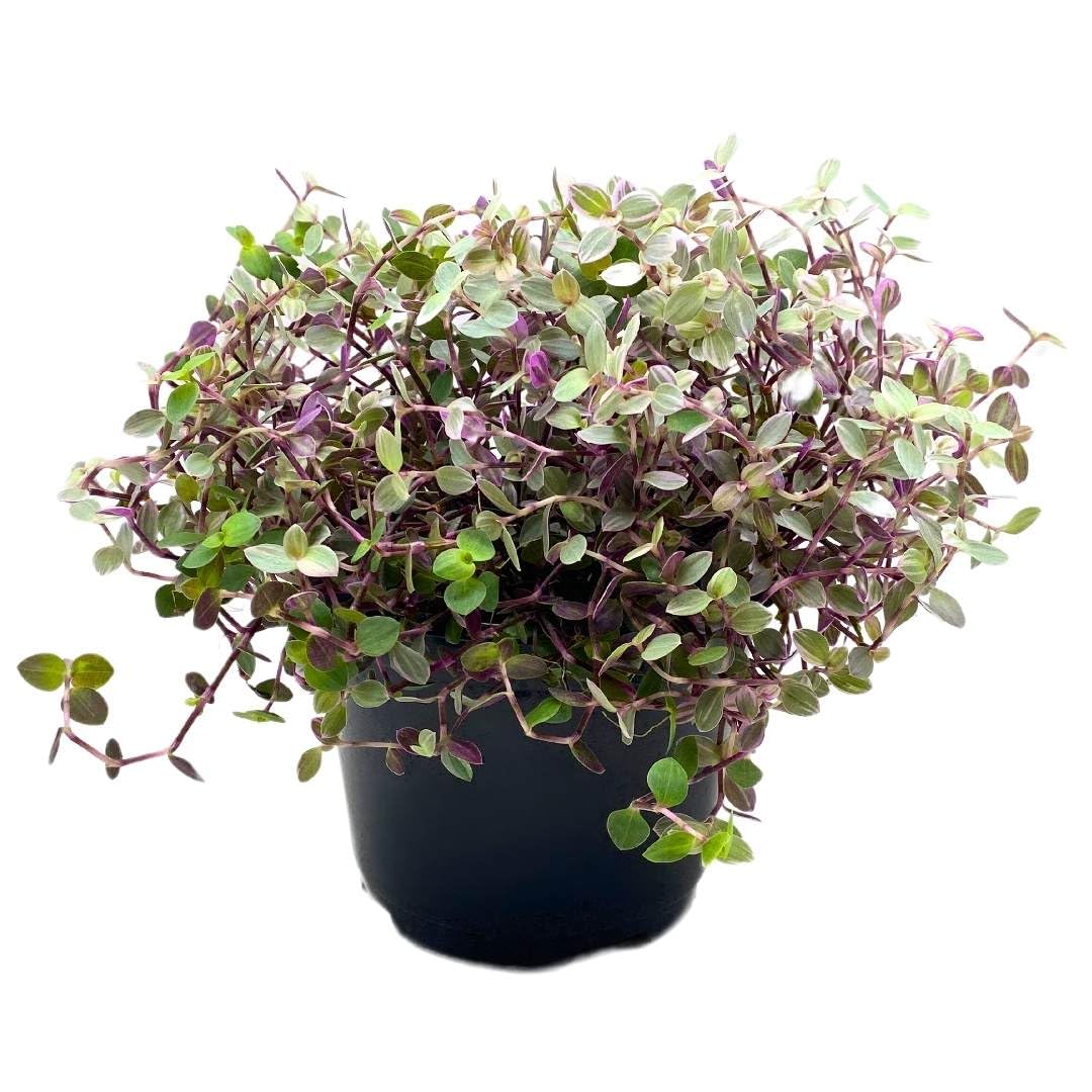 BubbleBlooms Callisia Repens Pink Panther House Plant 6 inch