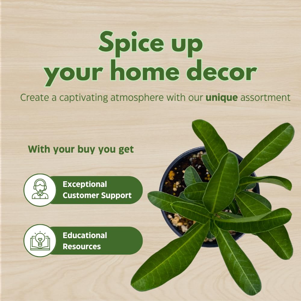 BubbleBlooms Desert Rose Apple in a 4 inch Pot Extremely Rare Flower