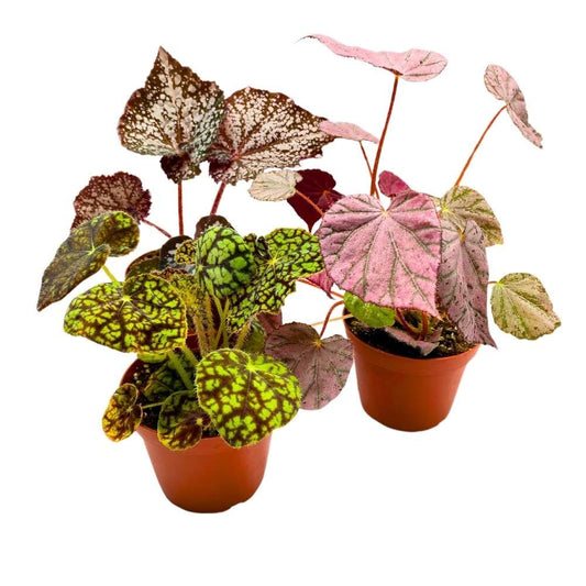 Harmony's Rhizomatous Begonia Assortment, 4 inch 3 Different Rhizo Begonias