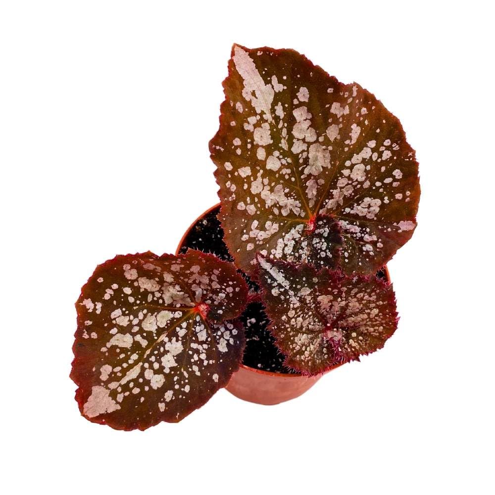 Begonia Island Magic Rhizomatous, 4 inch, Rhizo Brown Super Splashy White Dots